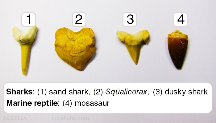 The assortment includes teeth from three types of shark as well as a tooth from a mosasaur!